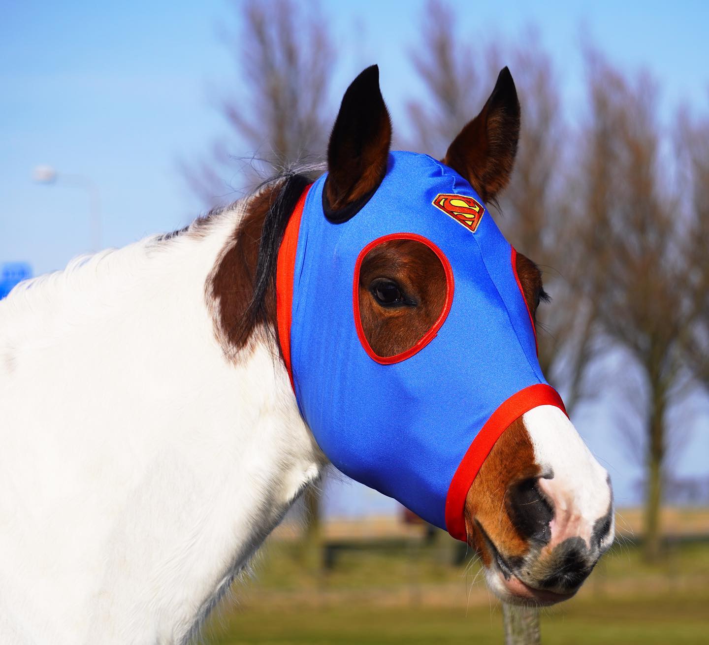 Verlammen boeren Golven Lycra Compressie Masker – Thema – For-Horses